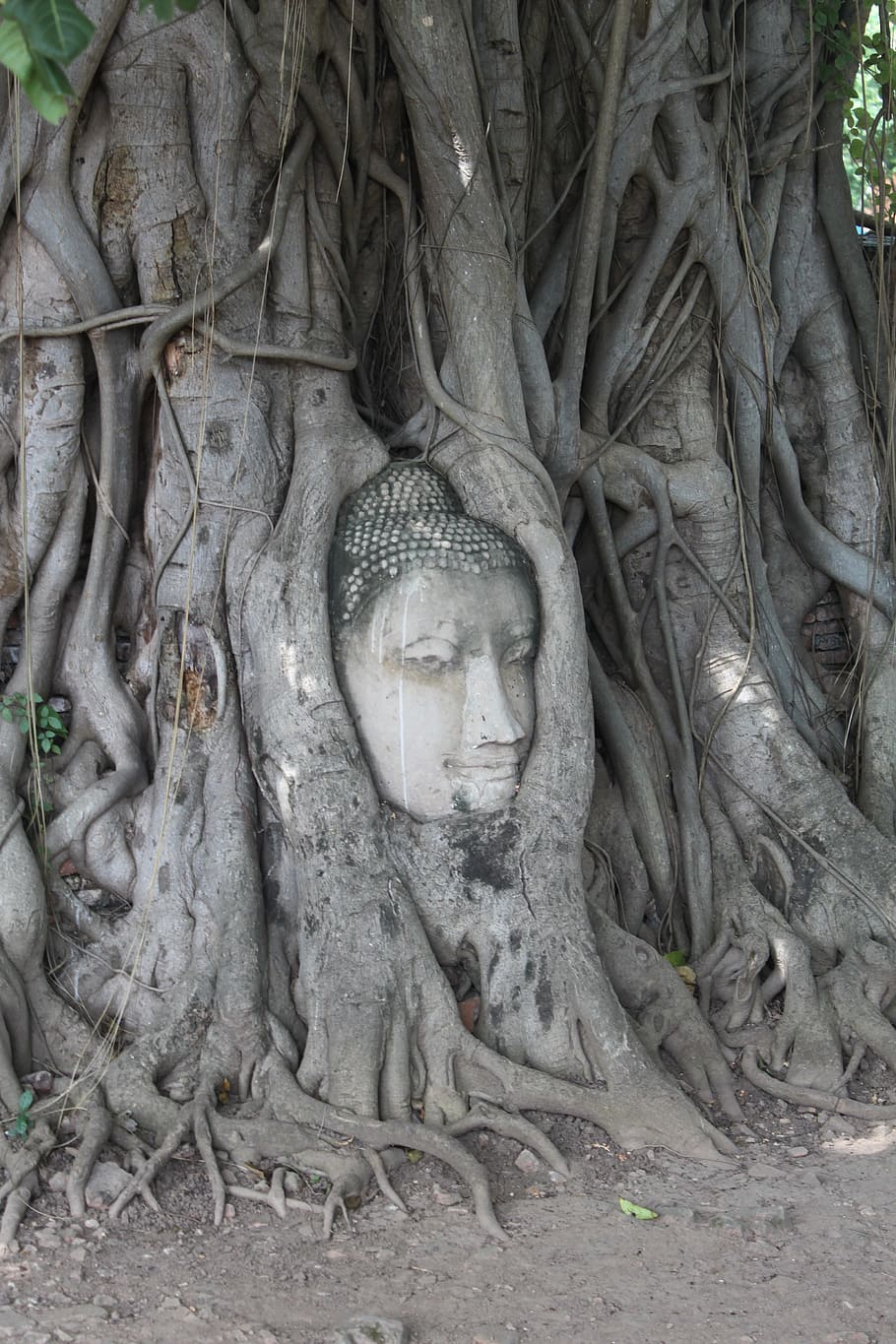 Tree, Buddha, Thailand, religion, sculpture, spirituality, statue HD wallpaper