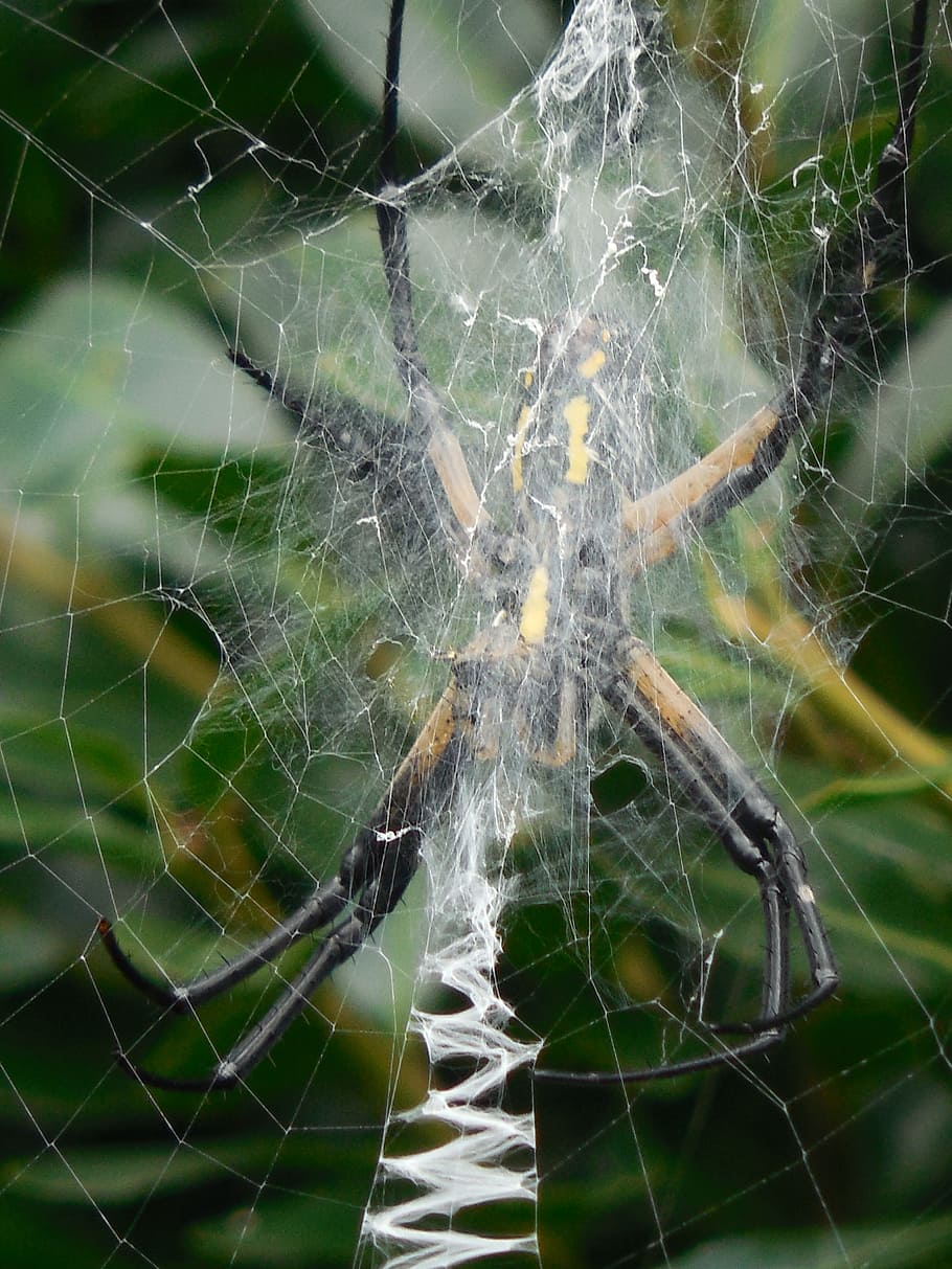 Spider, Web, Nature, Net, Insect, Design, animal, cobweb, spiderweb HD wallpaper