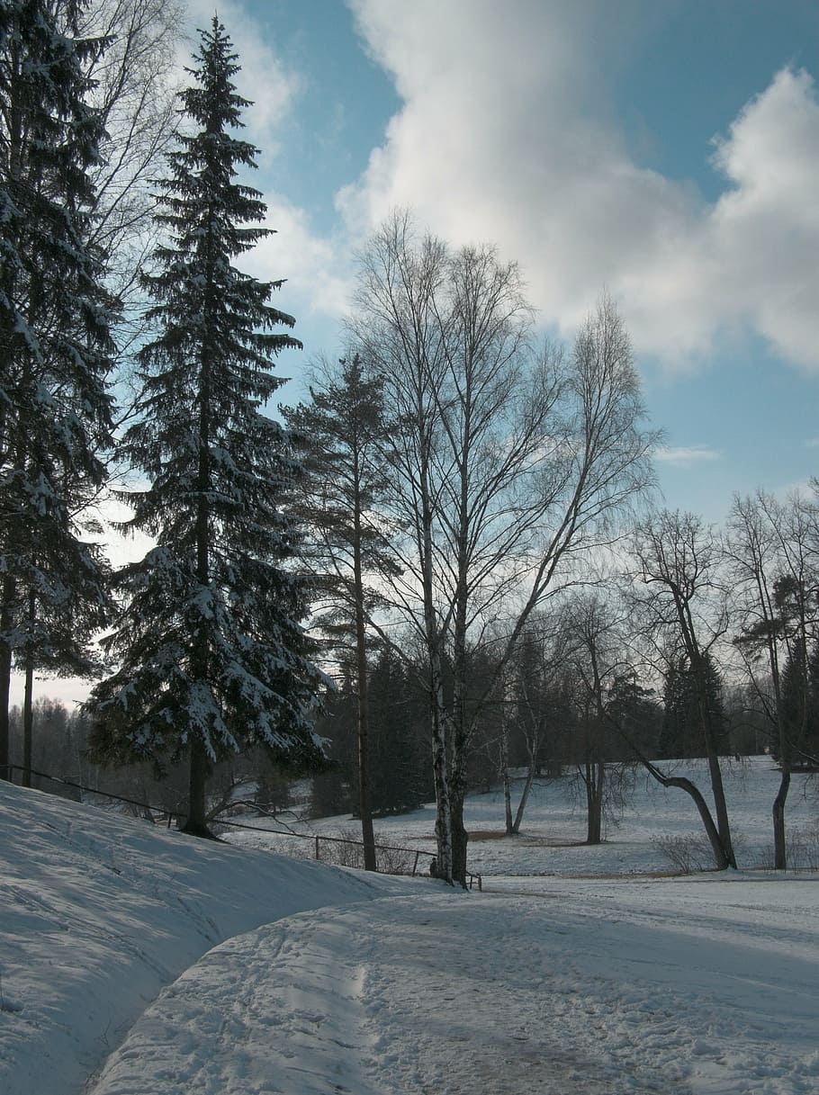 sky, park, trees, spring, snow, walkway, sunny, winter, cold temperature HD wallpaper