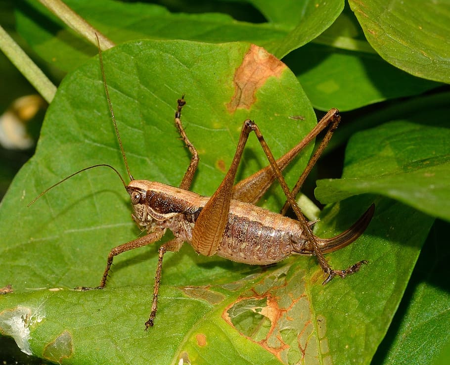 Grasshopper, Orthoptera, Insects, one animal, animal themes HD wallpaper