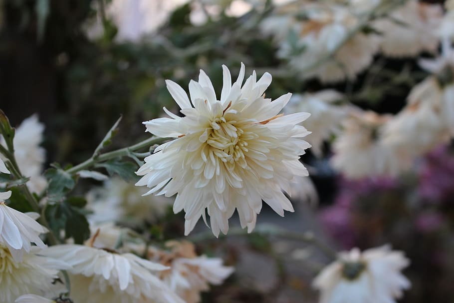 white, nature, pure, flower, flowering plant, freshness, fragility HD wallpaper
