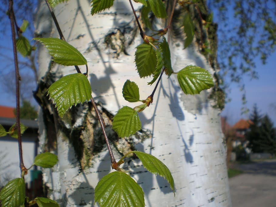 Birch, Tree, Tribe, Leaves, Green, nature, spring, leaf, plant HD wallpaper