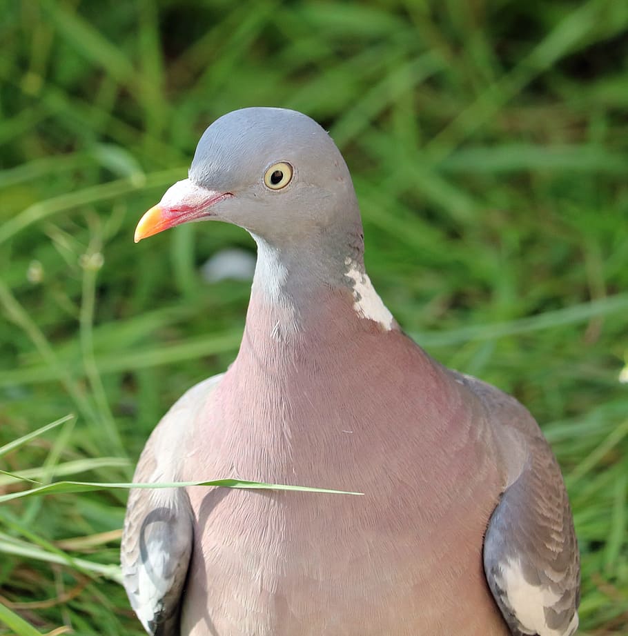 pigeon, bird, close, head, animals in the wild, animal themes HD wallpaper