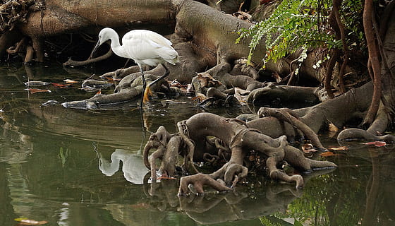 wading, bird, waders, heron, pond, taiwan, water, animals in the wild HD wallpaper