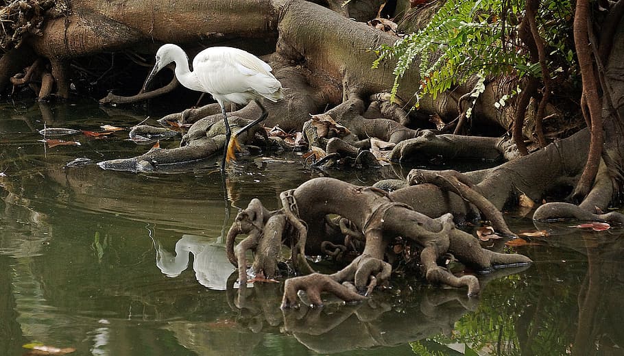 wading, bird, waders, heron, pond, taiwan, water, animals in the wild HD wallpaper