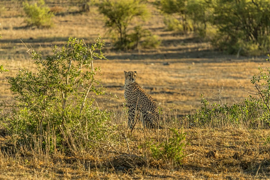 cheetah sitting next to grasses, black and brown cheetah sitting near bush during daytime HD wallpaper