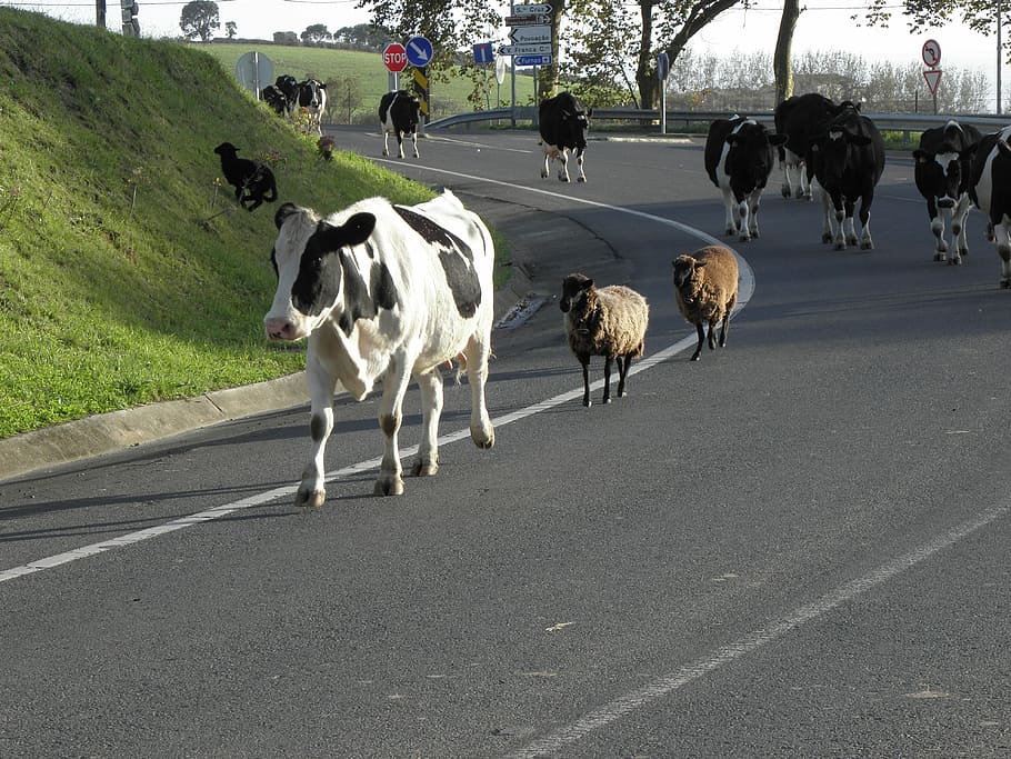 Road, Cattle, Cows, Walk, Animals, Sheep, herd, walking, livestock HD wallpaper
