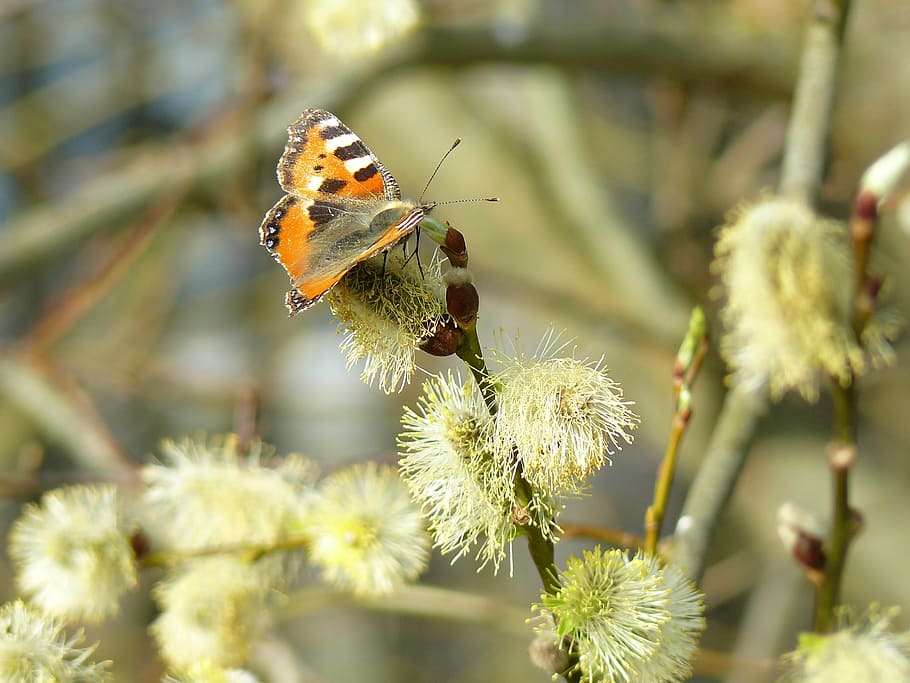 willow, cats, spring, flower, butterfly, bush, nature, blooming HD wallpaper