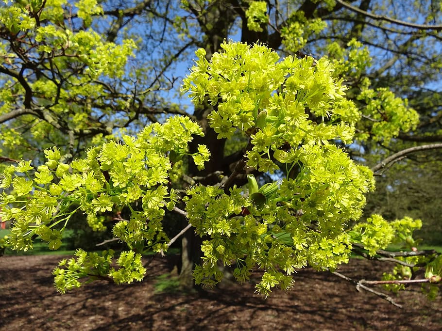 nature, tree, flora, leaf, growth, plant, plant part, green color HD wallpaper