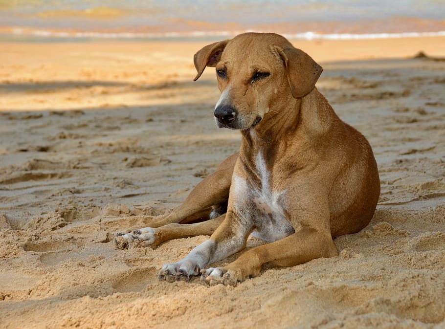 dog, sand, canine, land, pets, one animal, domestic, mammal HD wallpaper