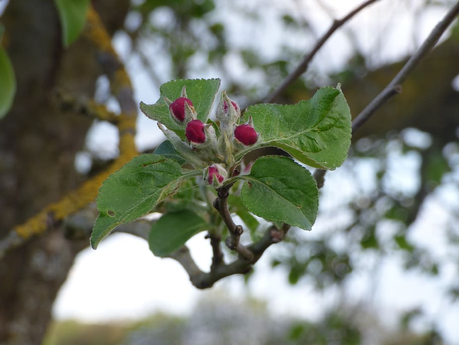 apple blossom, bloom, spring, plant, beauty in nature, growth HD wallpaper