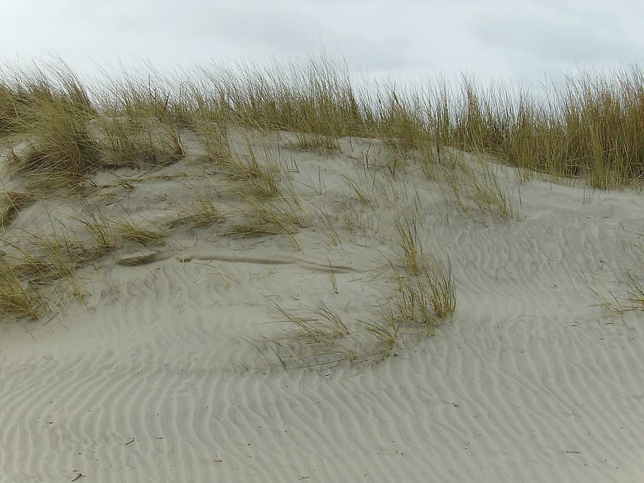 dunes, sand, beach, land, beauty in nature, no people, plant HD wallpaper