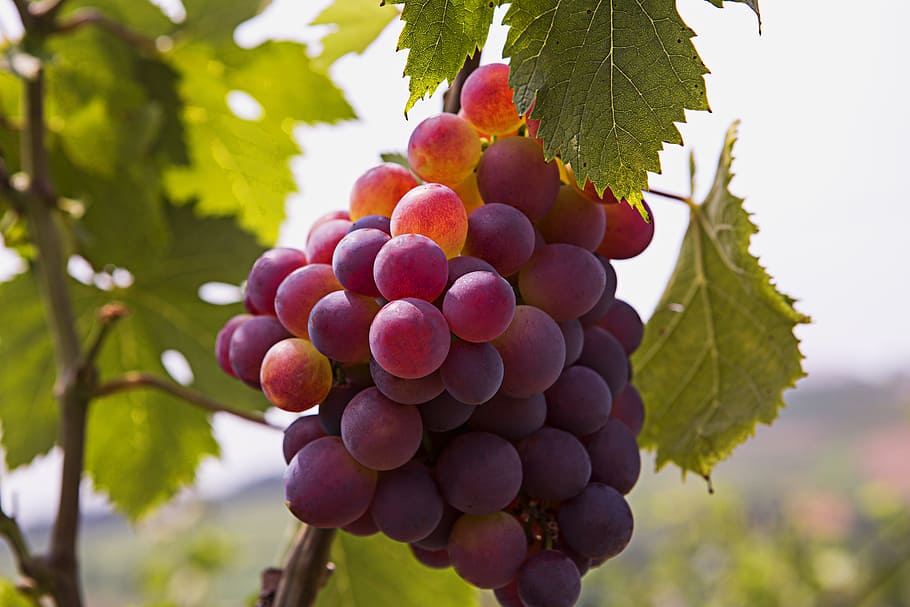 cape lode, manor, grape, fruit, healthy eating, food and drink HD wallpaper
