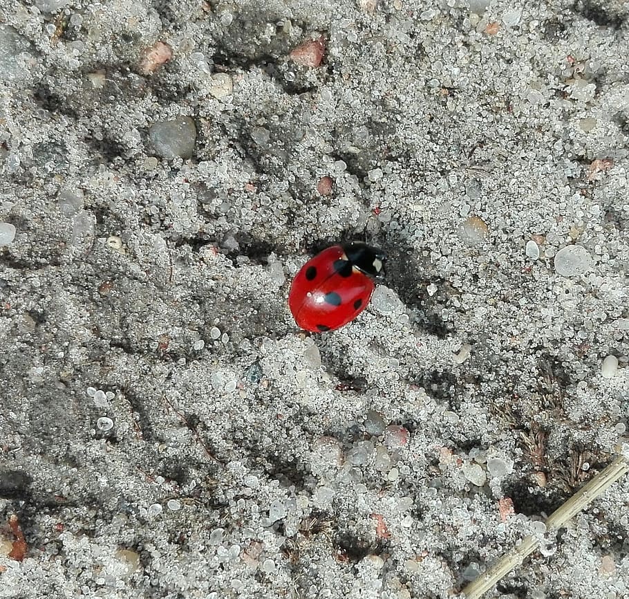 Insects, Macro, Nature, red, no people, close-up, day, fruit HD wallpaper