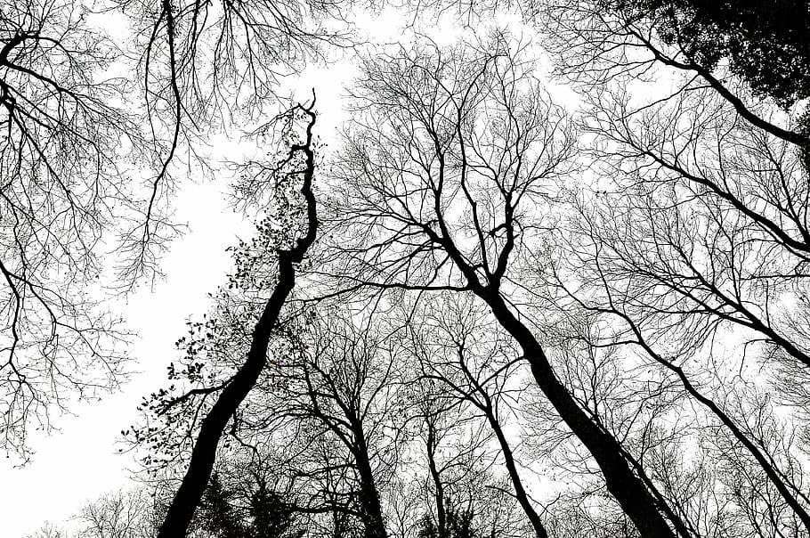 trees, branches, forest, sky, low angle view, plant, bare tree HD wallpaper