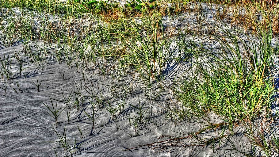 Sand, Beach, Beach, Grass, nature, outdoors, plant, water, no people HD wallpaper