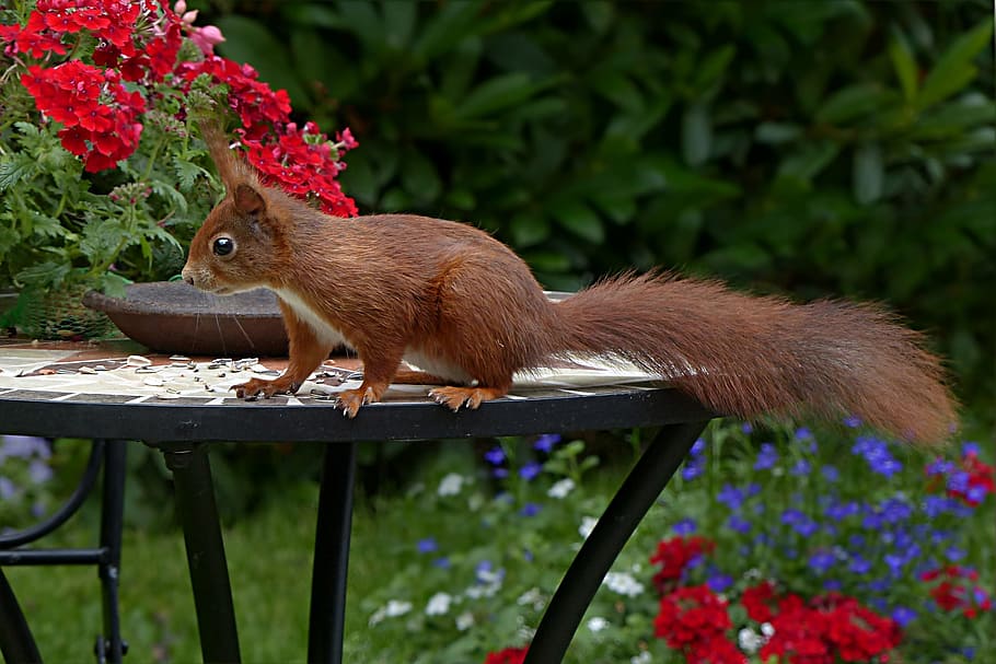 brown squirrel on patio table, Animal, Rodent, sciurus vulgaris major