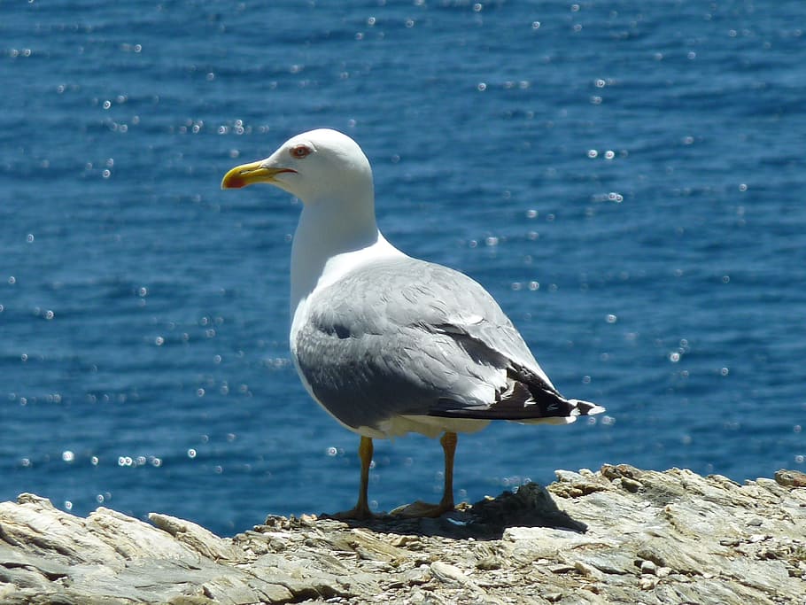 seagull, bird, feather, water, bill, water bird, close, plumage HD wallpaper