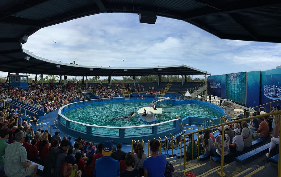 miami seaquarium, dolphins, killer wales, show, animal, swimming