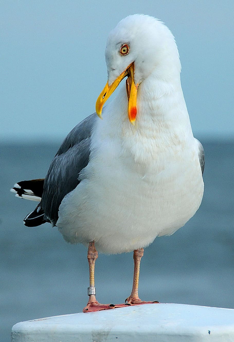 seagull, rest, bird, animal, nature, wildlife, beak, water HD wallpaper