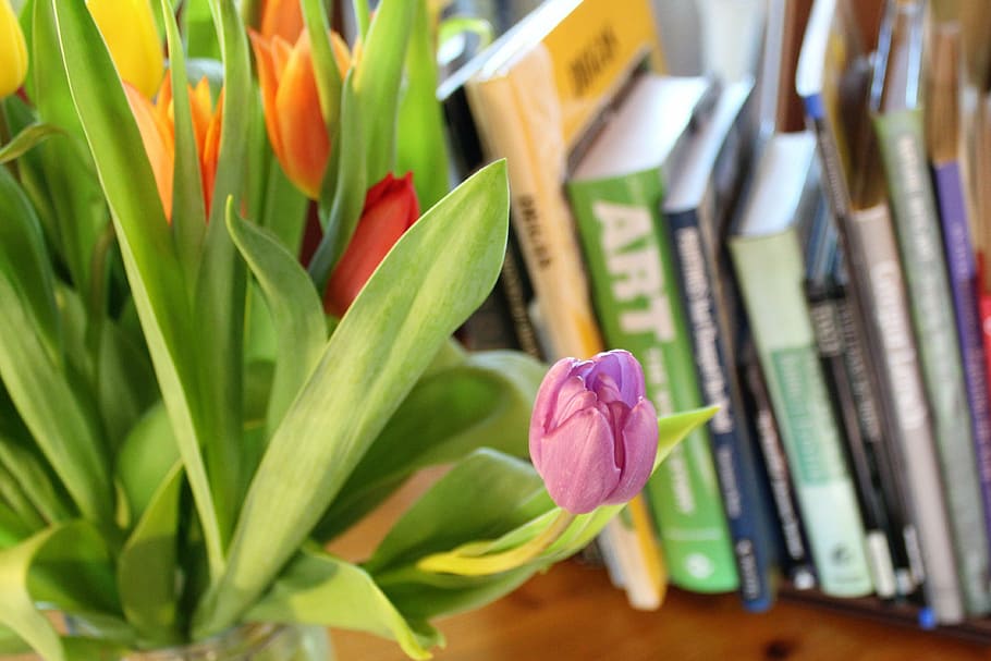 tulips, spring, bulbs, flowers, colourful, books, art books HD wallpaper