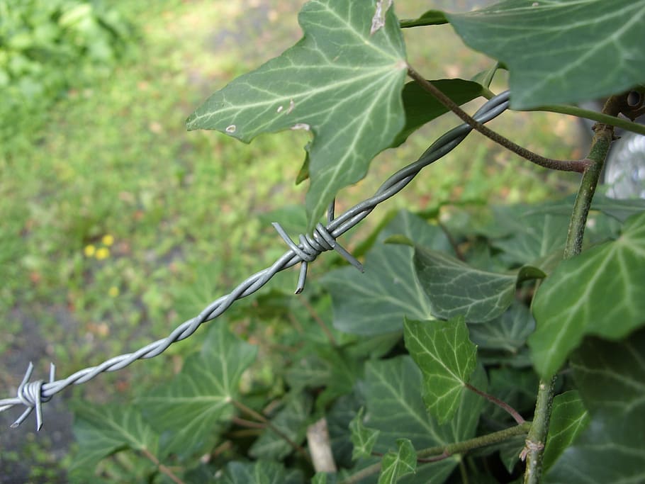 barbed wire, just had, green, leaf, plant part, growth, close-up HD wallpaper