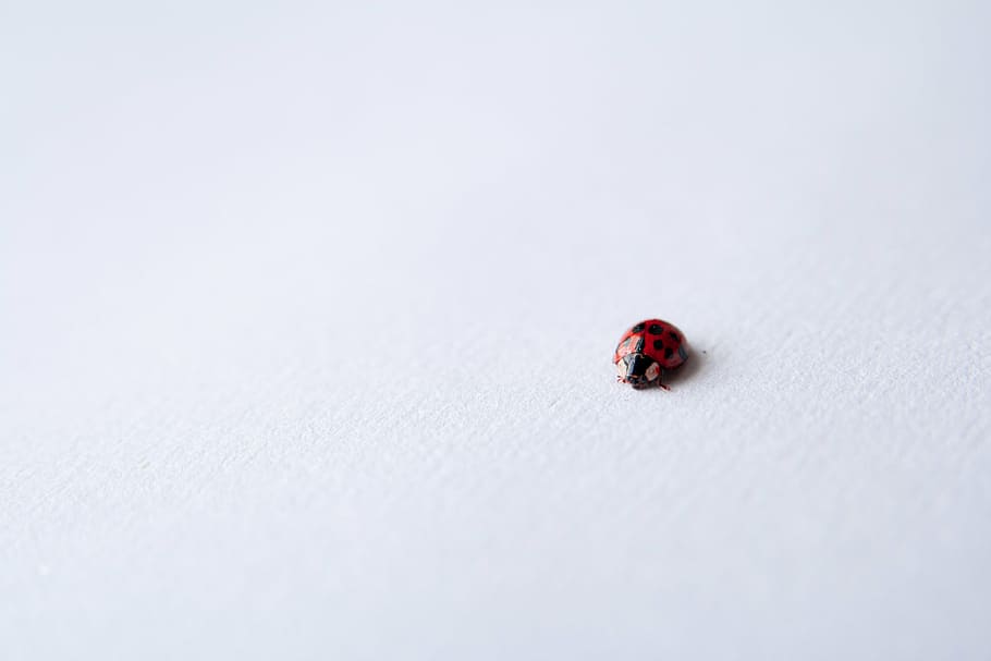 close up, insect, ladybird, macro, ladybug, invertebrate, beetle HD wallpaper