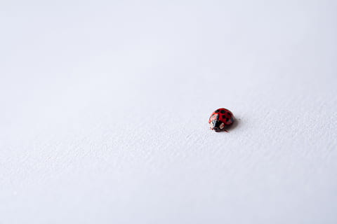 red ladybug on white surface, ladybug on white surface, black HD wallpaper