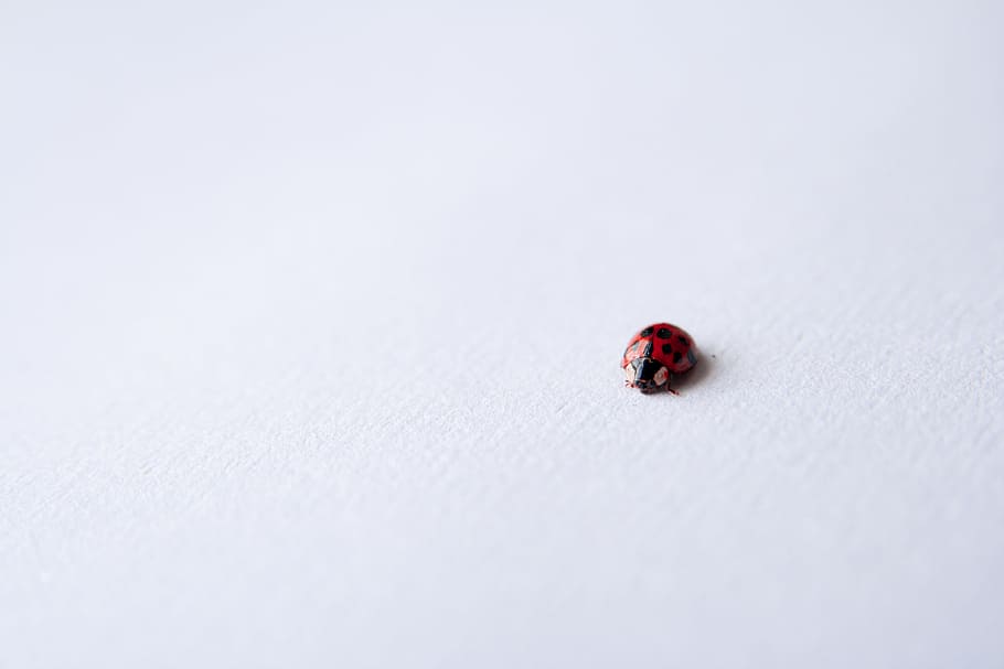 red ladybug on white surface, ladybug on white surface, black HD wallpaper