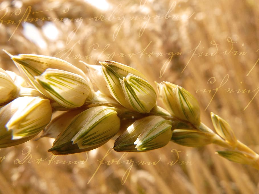 wheat, grain, cereals, close, font, plant, cereal plant, food and drink HD wallpaper