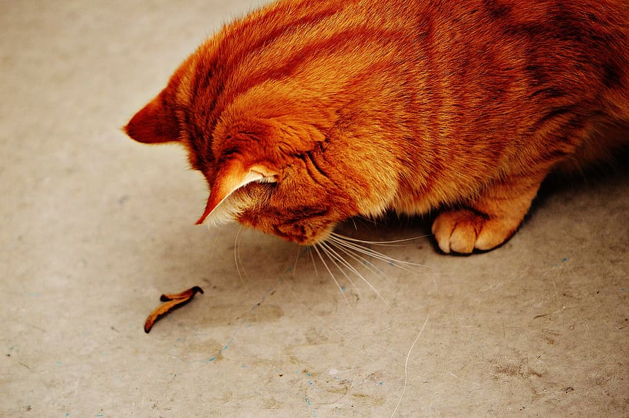 cat, red, cute, mackerel, tiger, sweet, cuddly, animal, domestic cat HD wallpaper