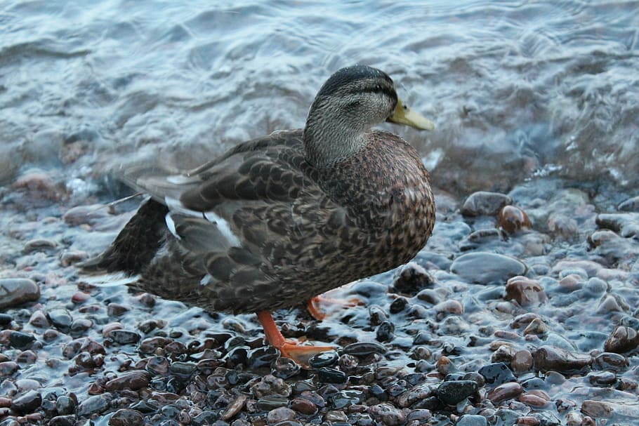mallard, animals, bird, animal themes, animal wildlife, water HD wallpaper