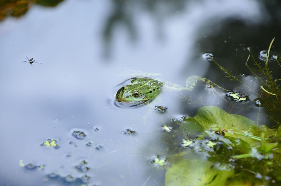 Frog, Pond, Water, nature, green Color, amphibian, animal, outdoors HD wallpaper
