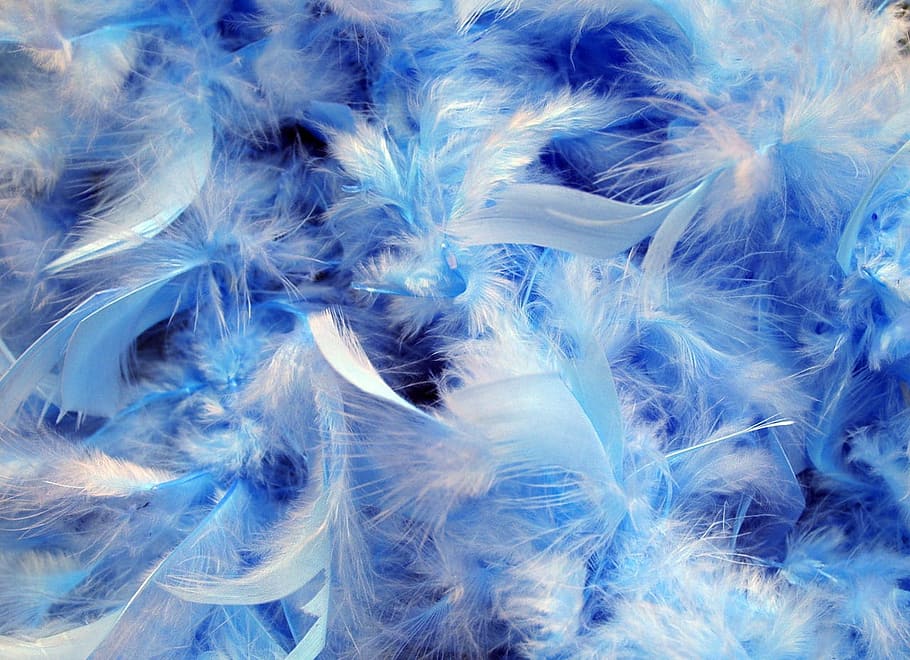 blue and white feathers, background, fluffy, soft, backgrounds HD wallpaper