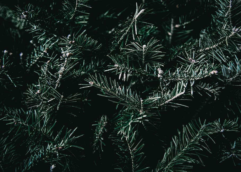 Pine Float, green garland, tree, foliage, branch, colour, plant HD wallpaper