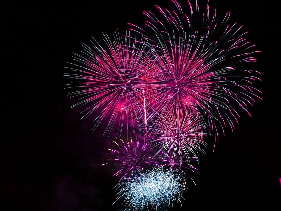 purple and white fireworks, celebration, bright, pink, explosive, HD wallpaper