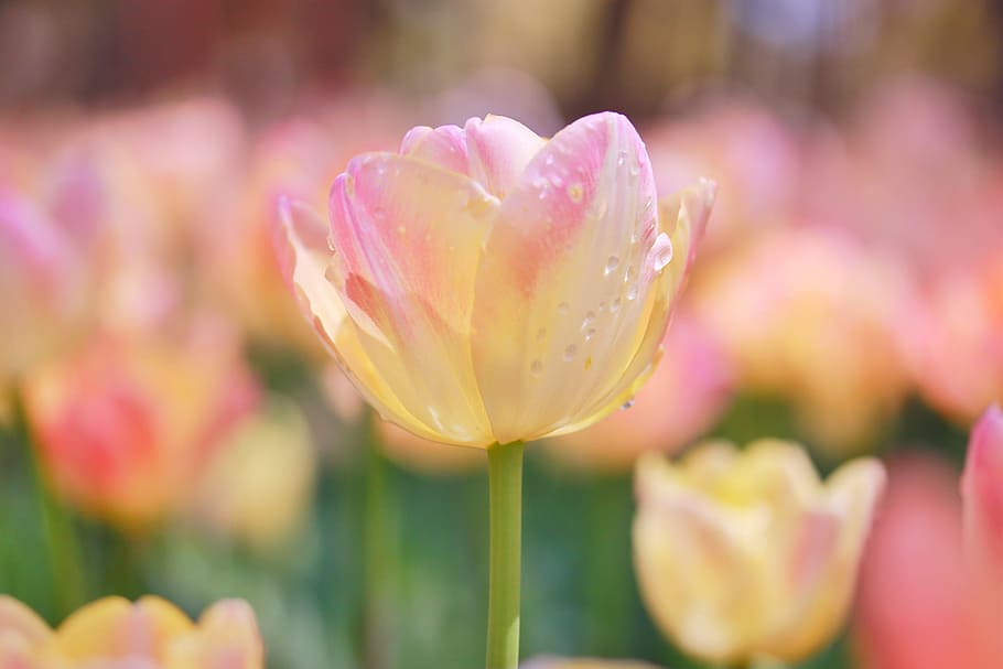 shallow depth of field photo of yellow and pink tulip, nature HD wallpaper