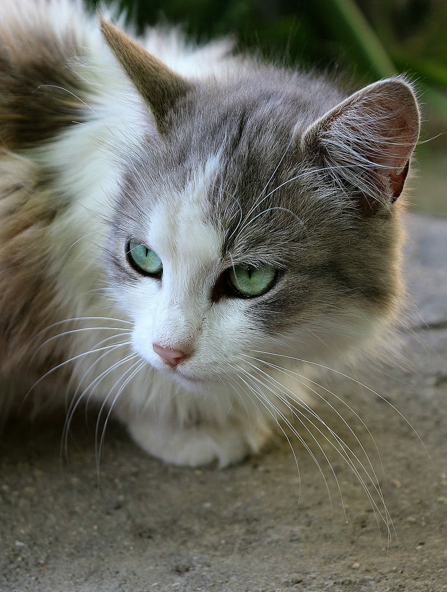 Cat, Look, Animal, Wool, Grass, Eyes, mustache, domestic cat HD wallpaper