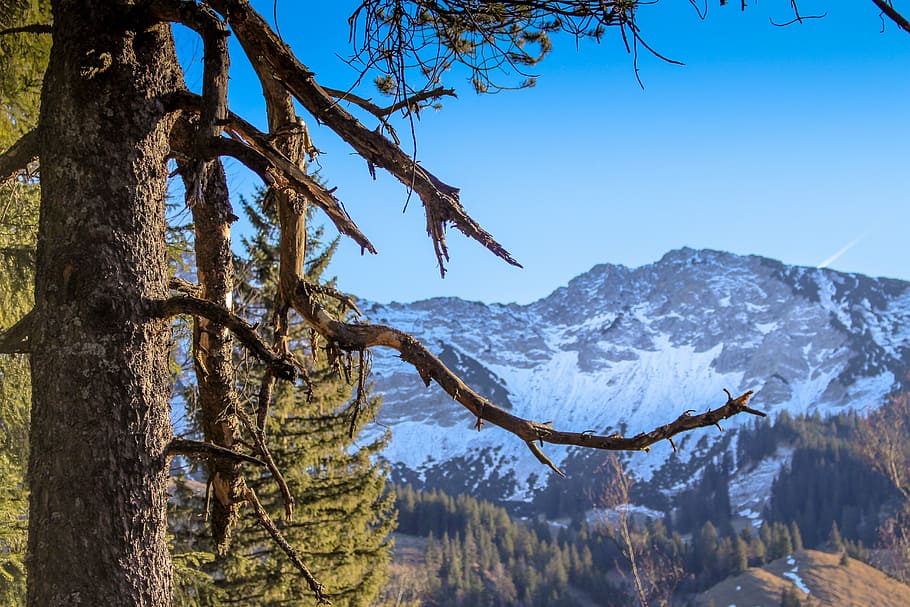 tree, snowy, mountain, cold, landscape, forest, branch, branches HD wallpaper