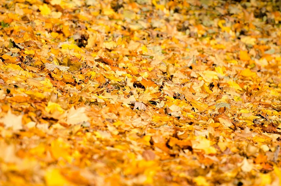 Leaf, Leaves, Background, Autumn, seasons, nature, natural HD wallpaper