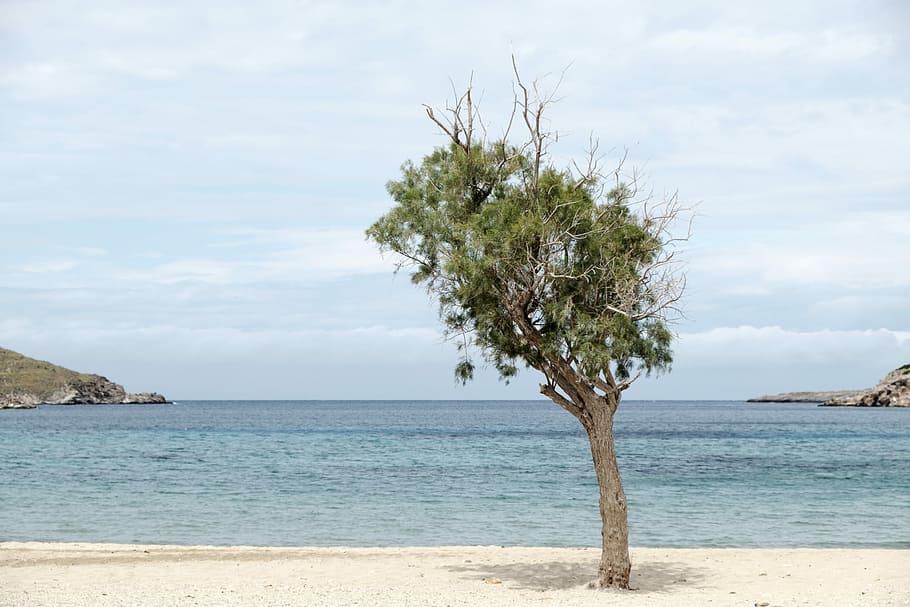 Tree on a beach, green leafed tree near seashore, seaside tree HD wallpaper