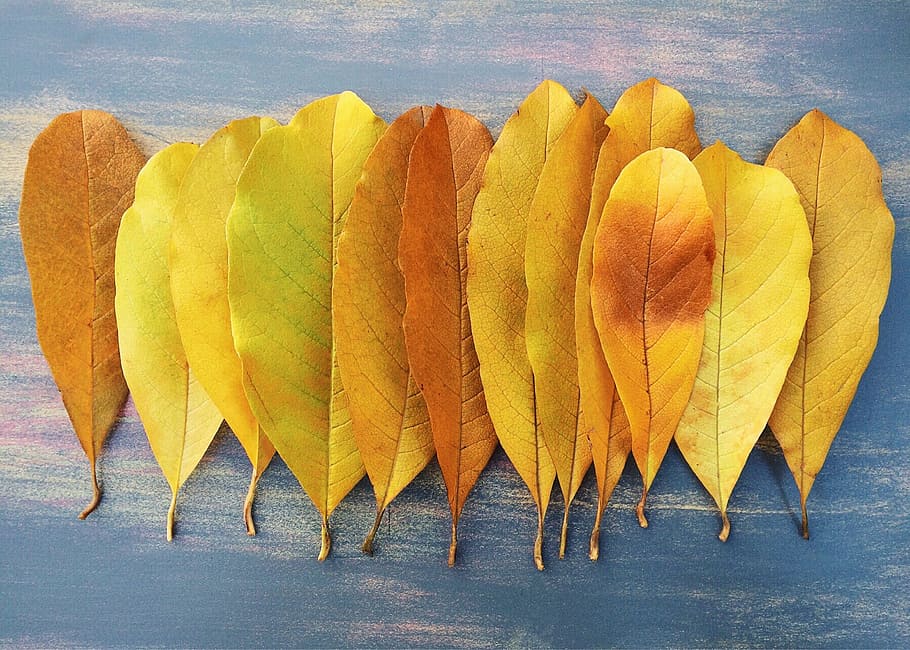 yellow leaves, fall, autumn, leaf, season, october, november HD wallpaper