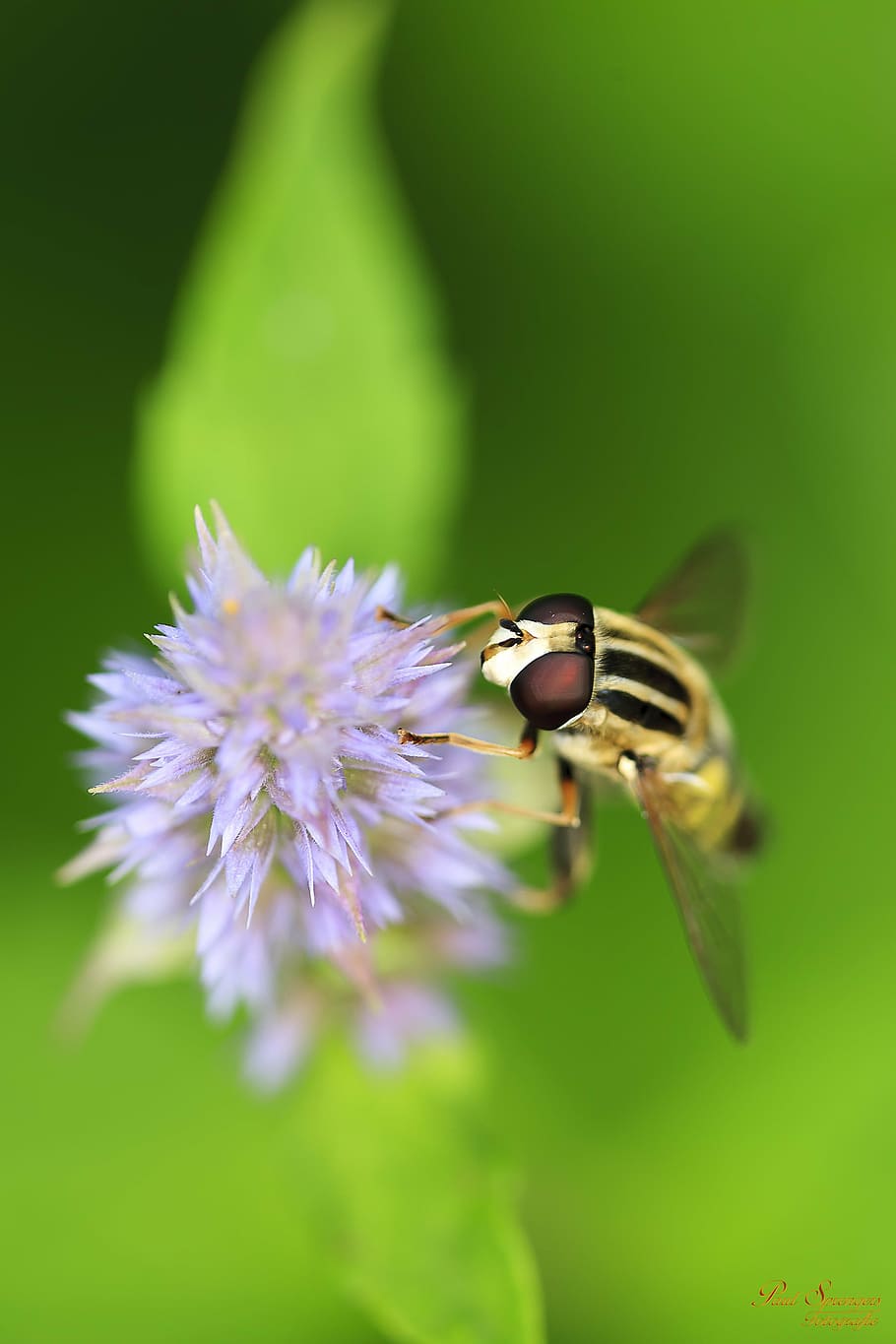 macro, bug, nature, close up, yellow, flower, wasp, bee, flowering plant HD wallpaper