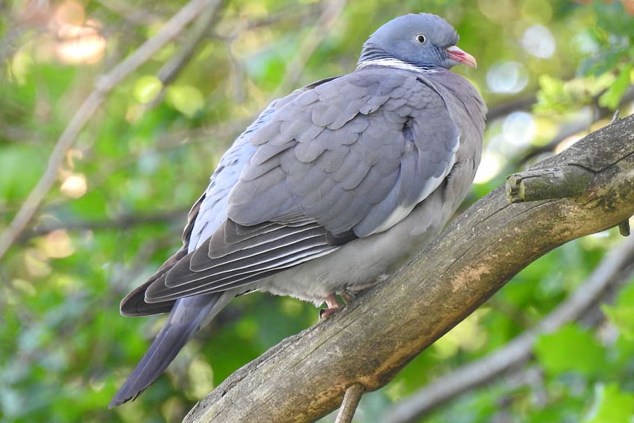 dove, branch, tree, collared dove, nature, nature dove, animals HD wallpaper