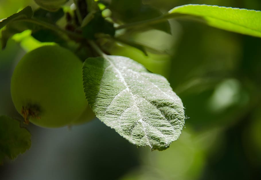 sheet, apple tree, sun, leaves, nature, apples, summer, krupnyj plan HD wallpaper