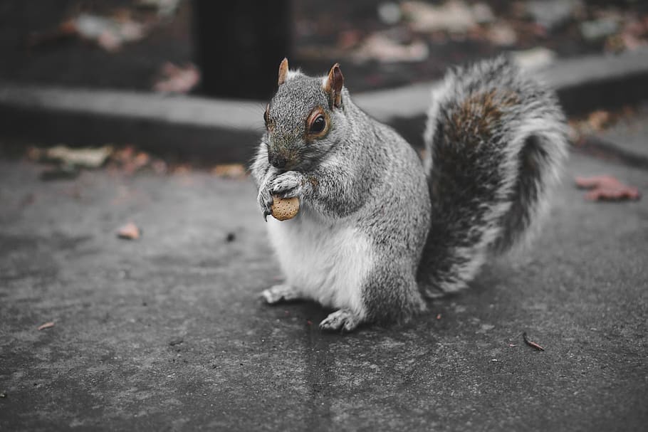 squirrel eating fruit, squirrel eating nut, grey, animal, wild HD wallpaper