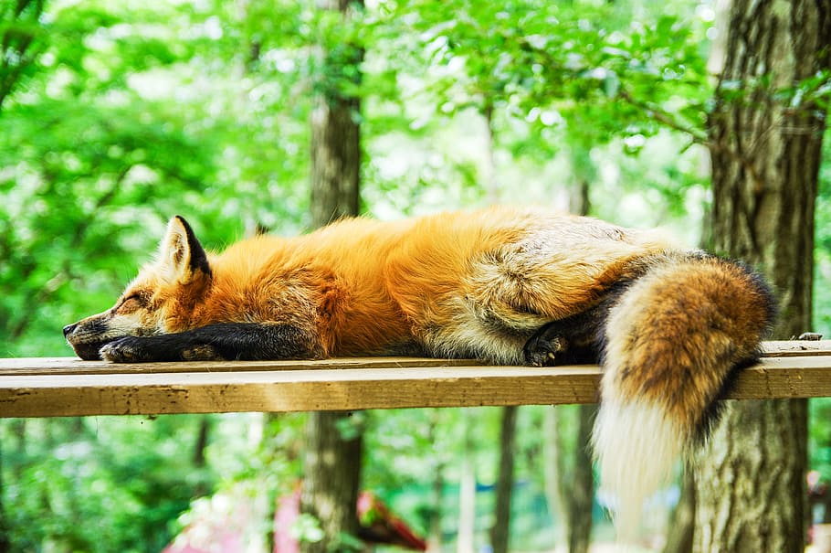 red fox on brown wooden board, animal, sleep, sleeping, cute HD wallpaper