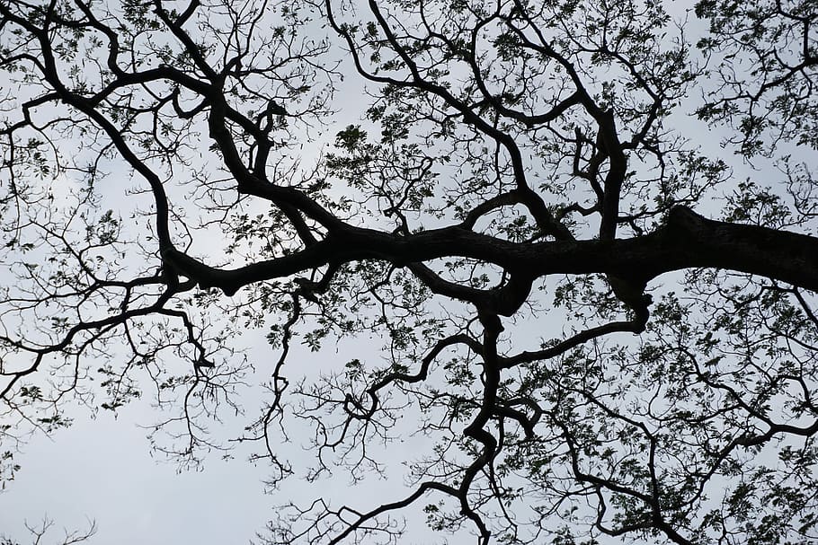 Tree Sky, Tree Sky Contrast, tree silhouette, nature, branch HD wallpaper