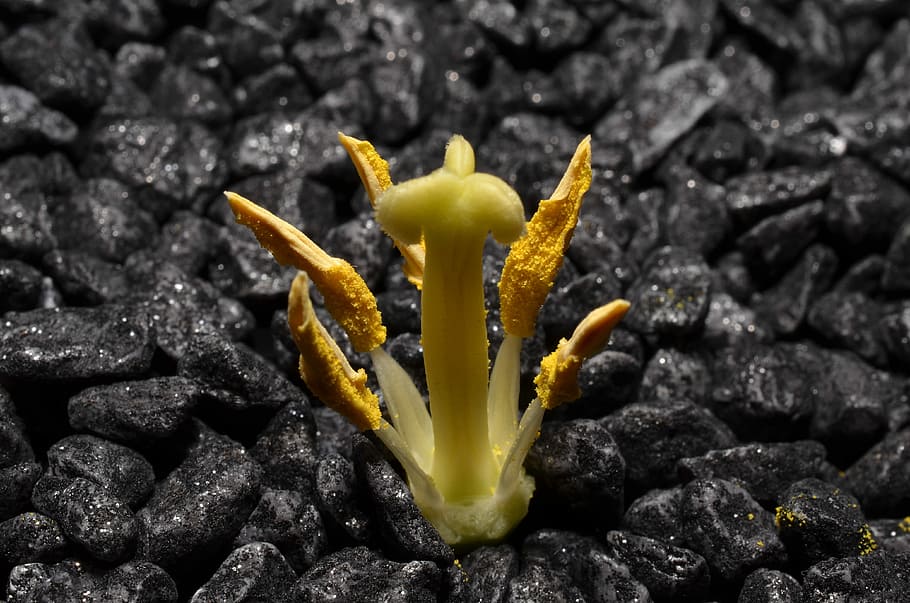 Macro, Stamens, Yellow, one animal, close-up, animal wildlife HD wallpaper