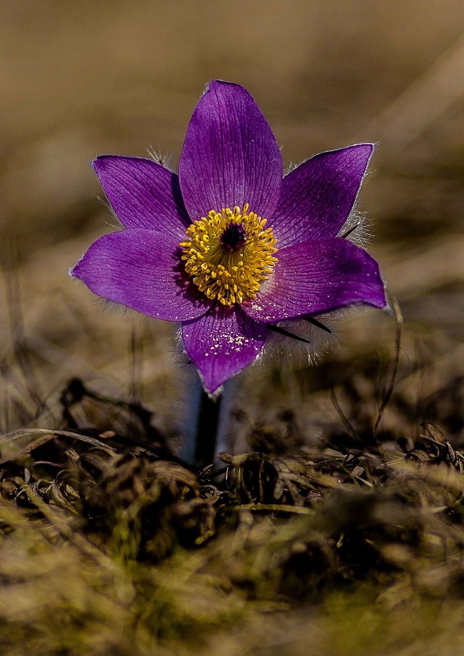 flower, spring, spring flower, purple, flowering plant, vulnerability HD wallpaper